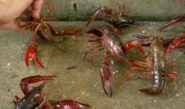 小龙虾养殖爆料视频,视频爆料背后的养殖秘密